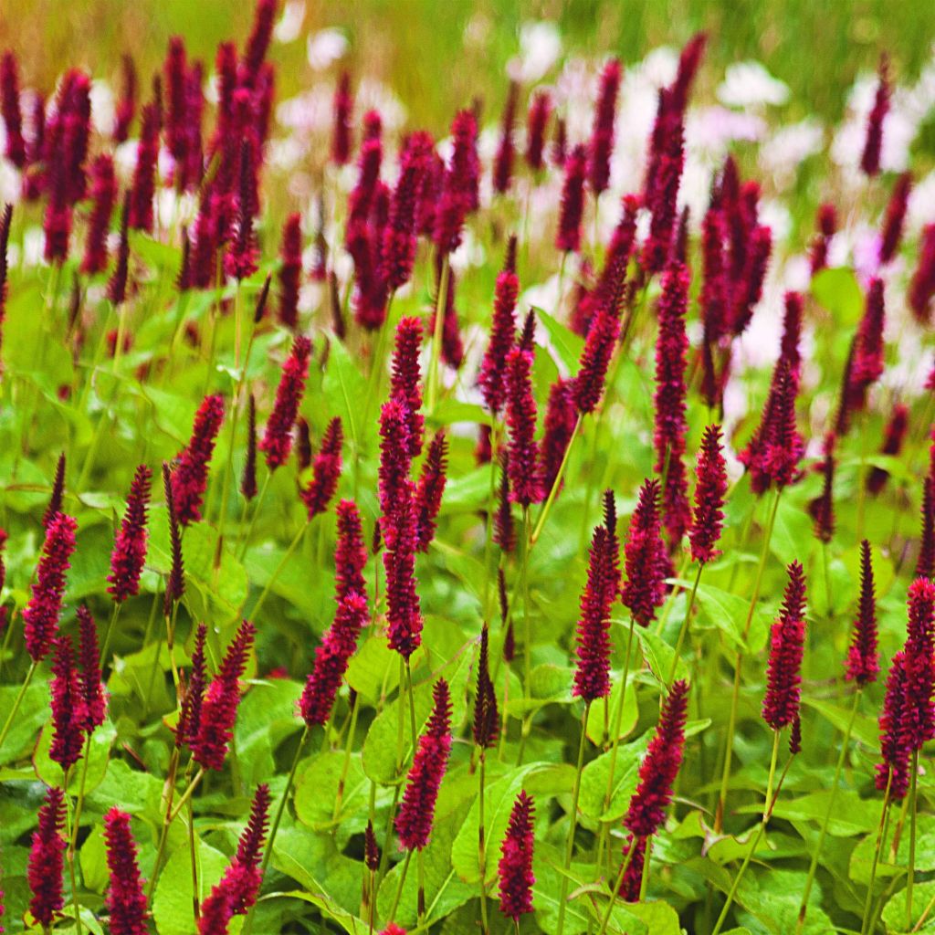 Persicaria amplexicaulis Blackfield - Duizendknoop
