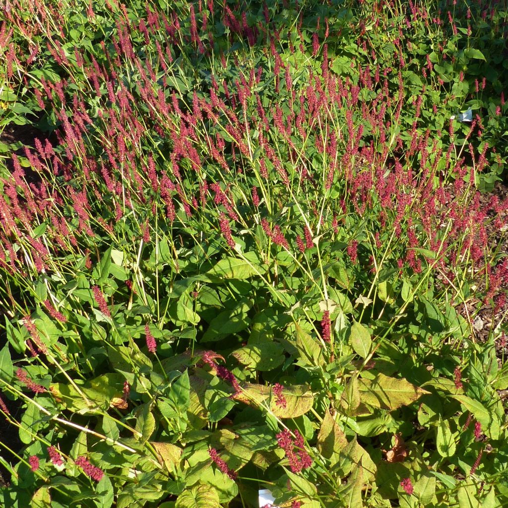 Persicaria amplexicaulis Blackfield - Duizendknoop