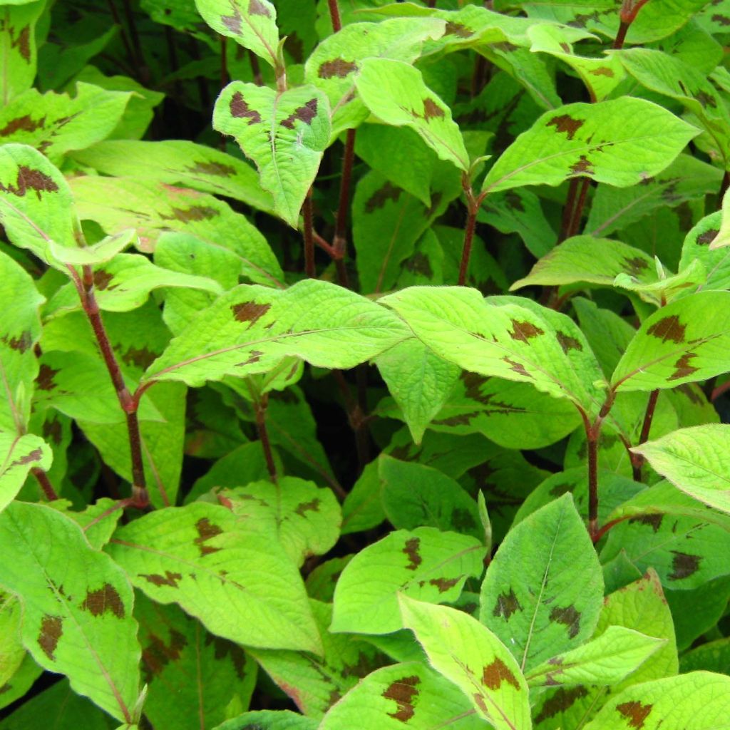 Persicaria filiformis - Duizendknoop