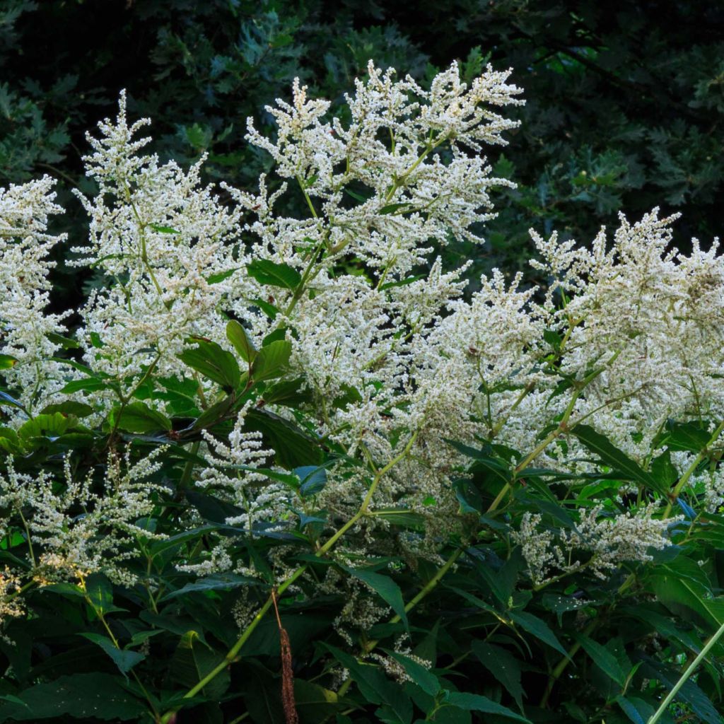 Persicaria polymorpha - Duizendknoop