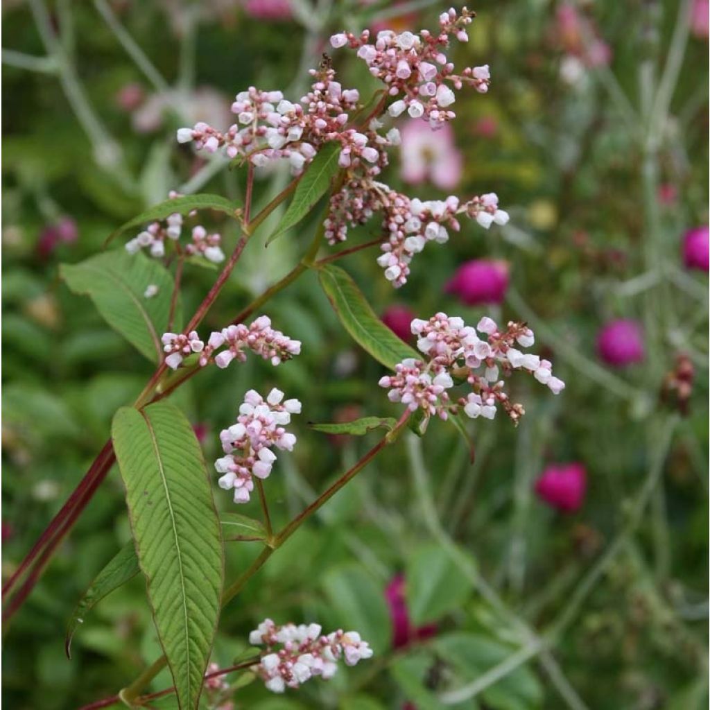 Persicaria campanulata - Klokjesduizendknoop