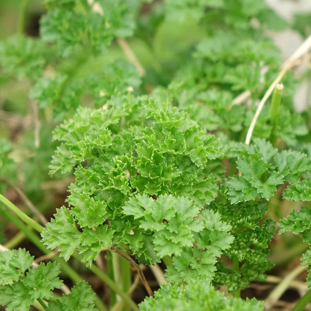 Donkergroene  krulpeterselie BIO (jonge planten)