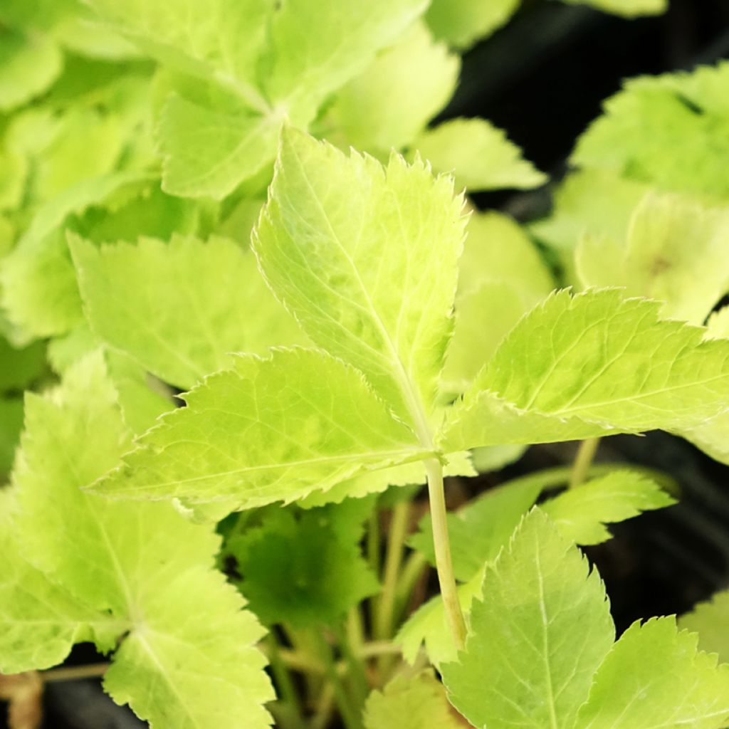 Japanse peterselie BIO - Cryptotaenia japonica