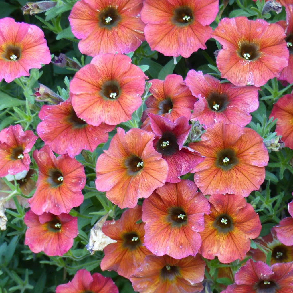 Petchoa BeautiCal Cinnamon - Calitunia