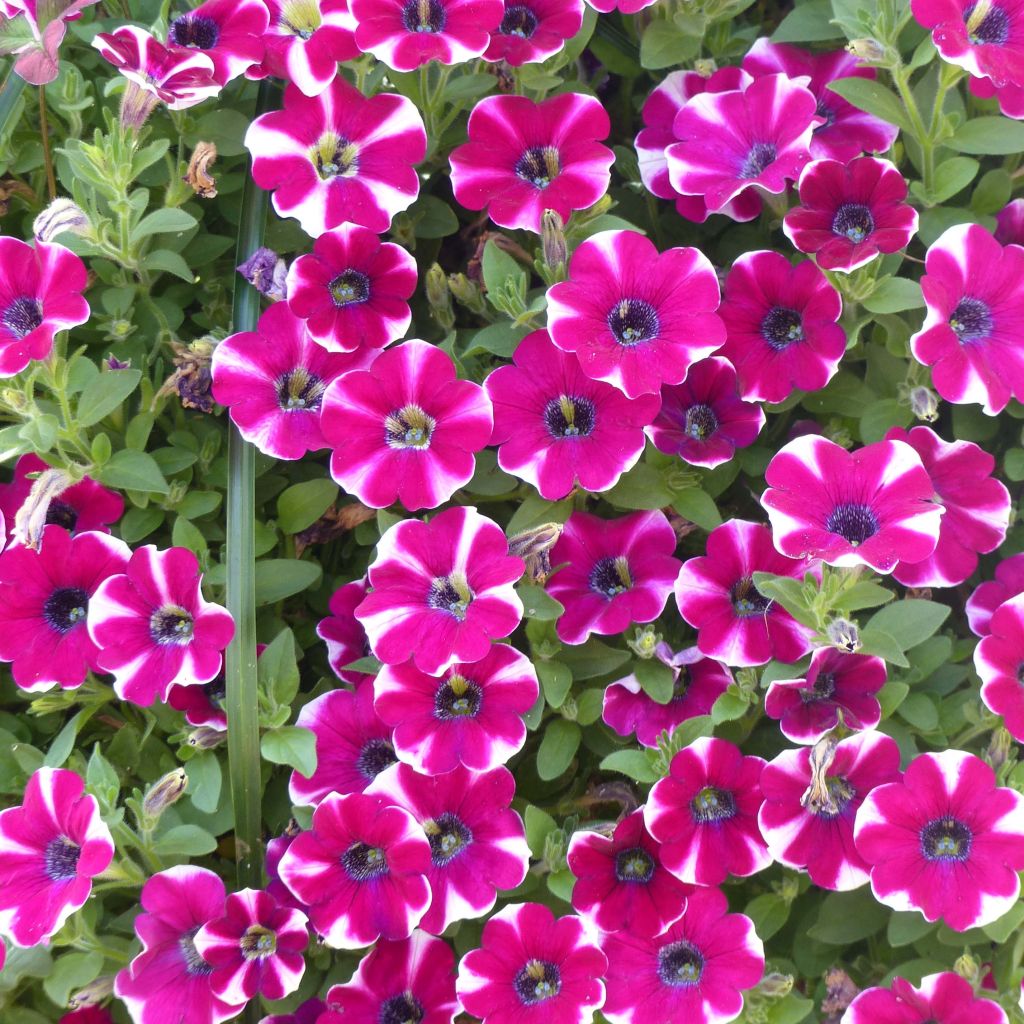 Petunia Pretty Much Picasso - Hangpetunia
