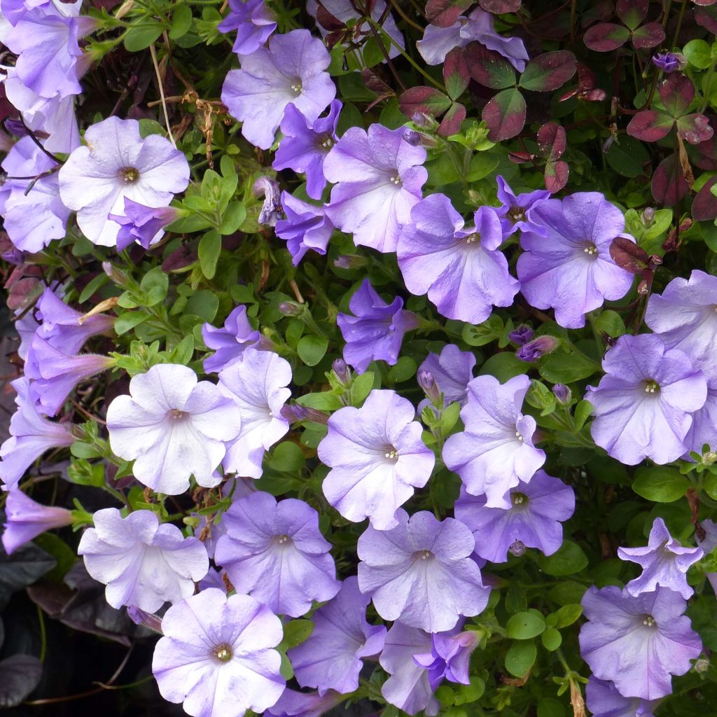 Petunia Conchita Azur - Hangpetunia