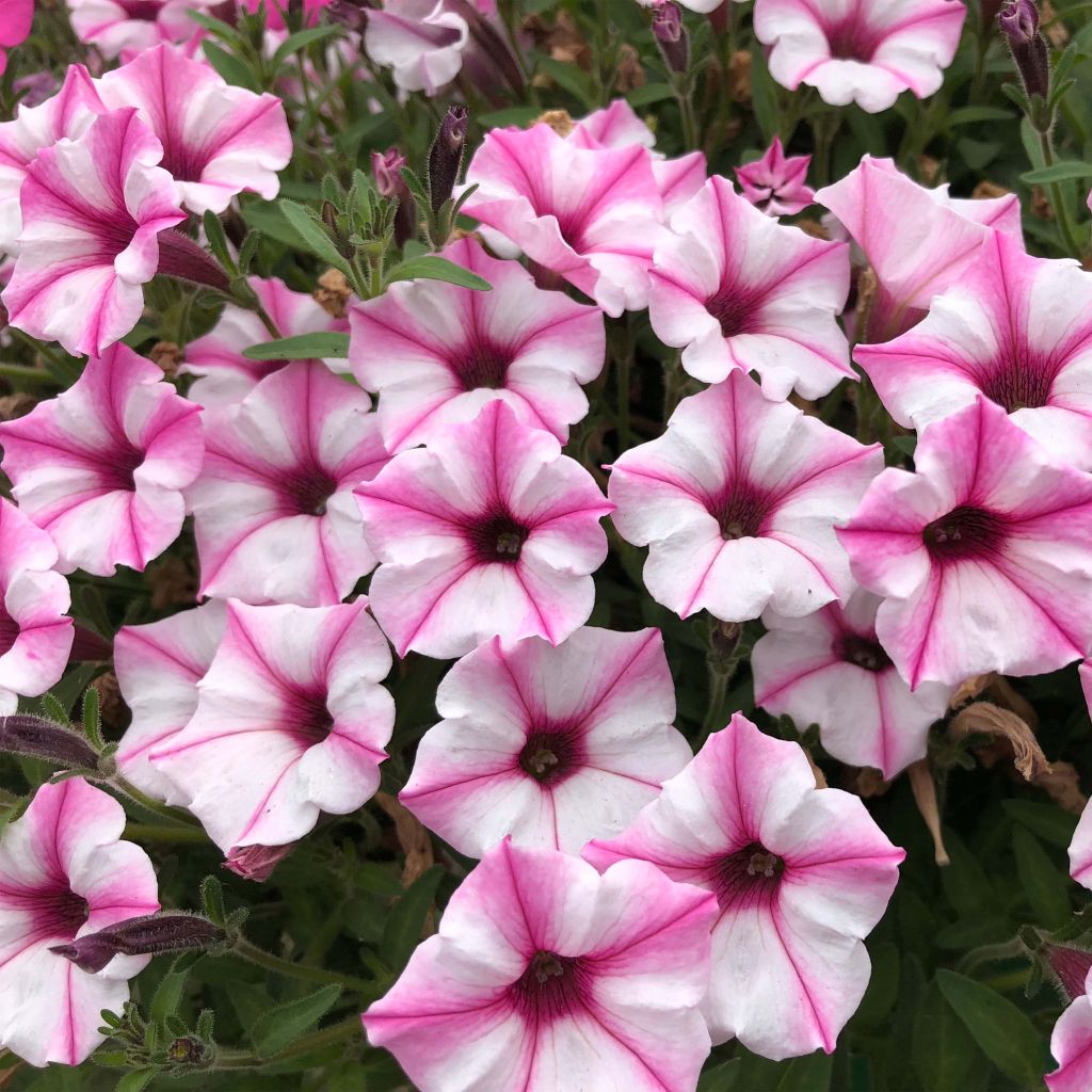 Petunia Supertunia Pink Star - Hangpetunia
