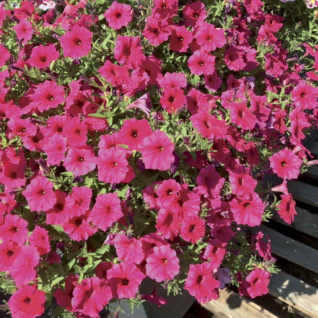 Petunia Supertunia Vista Paradise - Hangpetunia