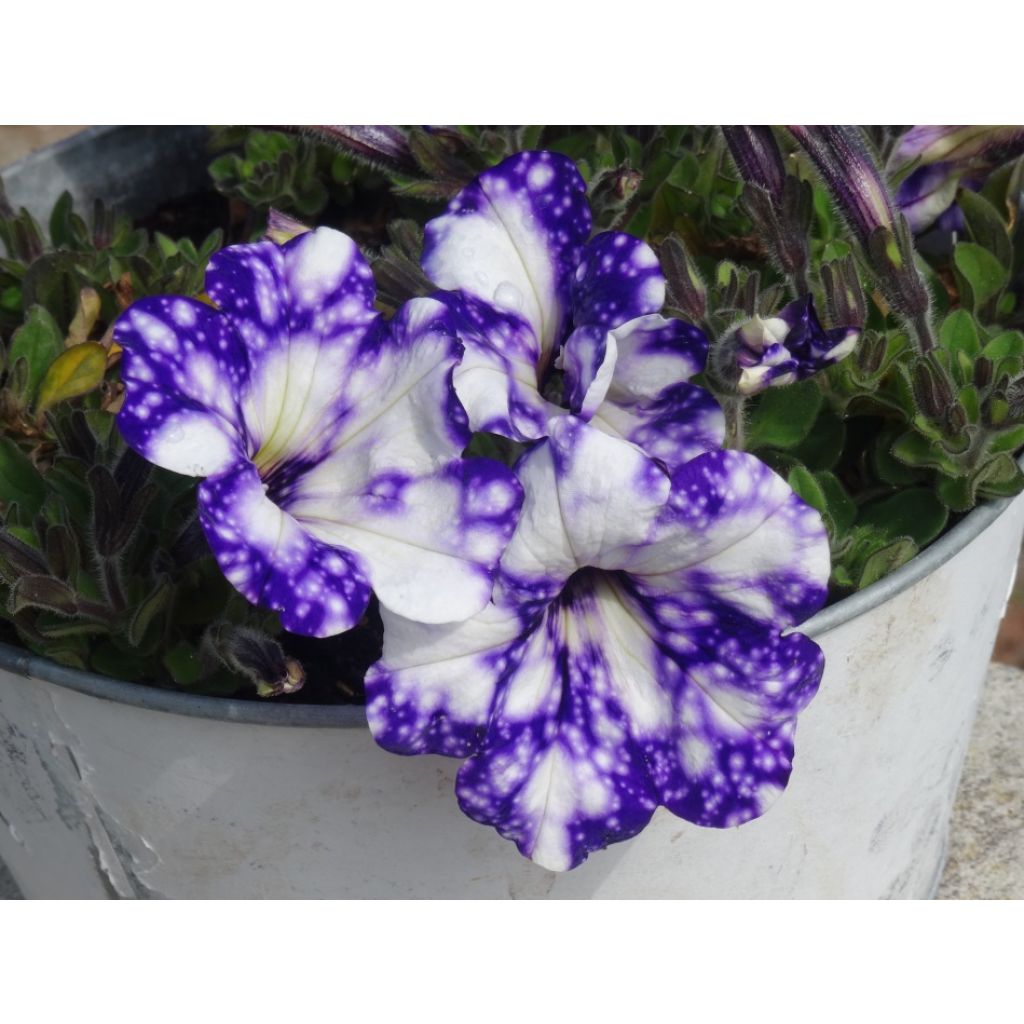 Petunia Night Sky - Hangpetunia