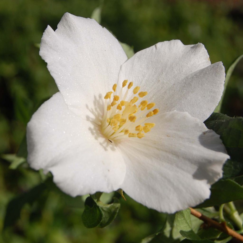 Philadelphus Belle Etoile - Boerenjasmijn