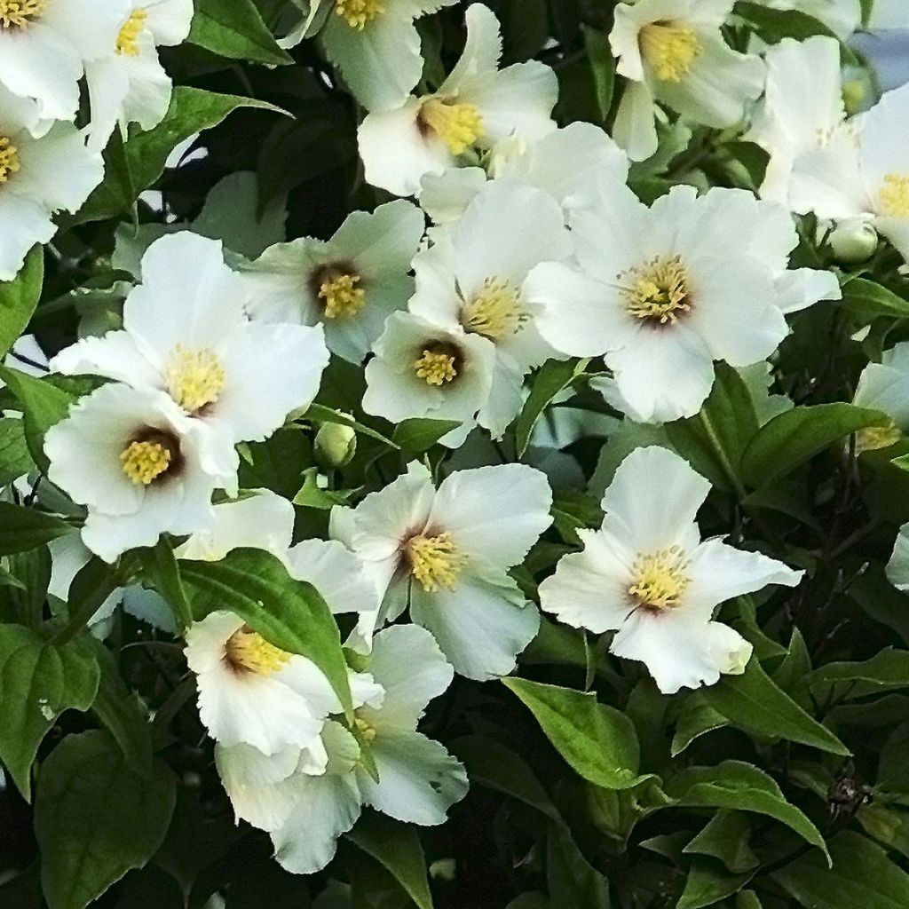Philadelphus Belle Etoile - Boerenjasmijn