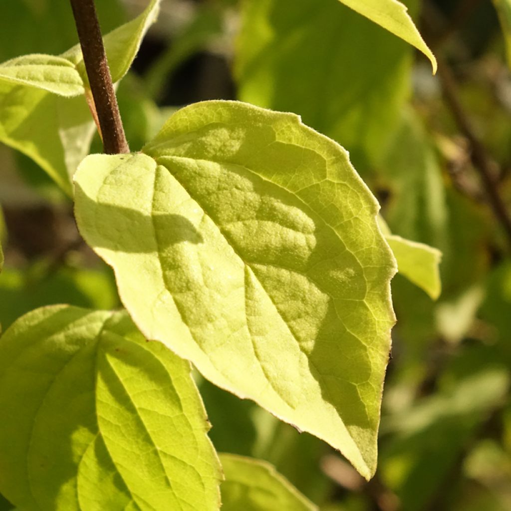 Philadelphus persica Bouquet Blanc - Boerenjasmijn