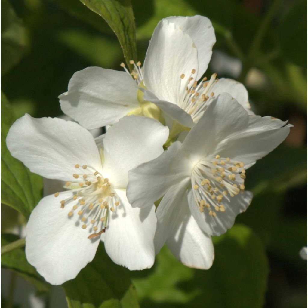 Philadelphus coronarius - Boerenjasmijn