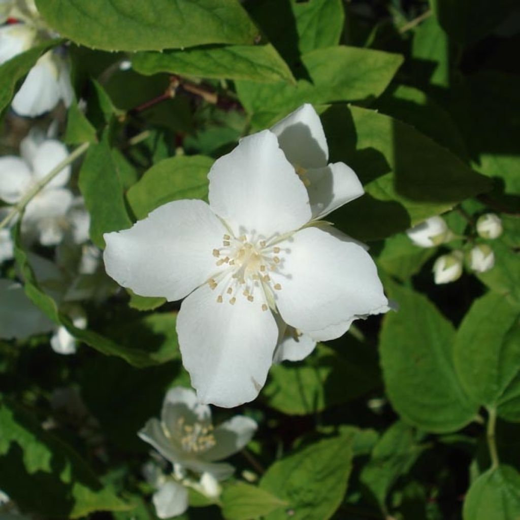 Philadelphus coronarius - Boerenjasmijn