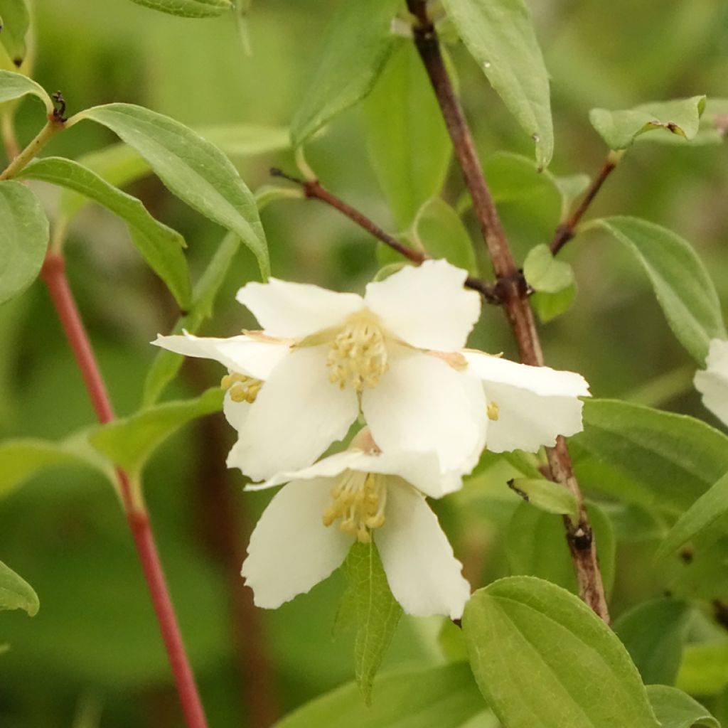 Philadelphus Dame Blanche - Boerenjasmijn