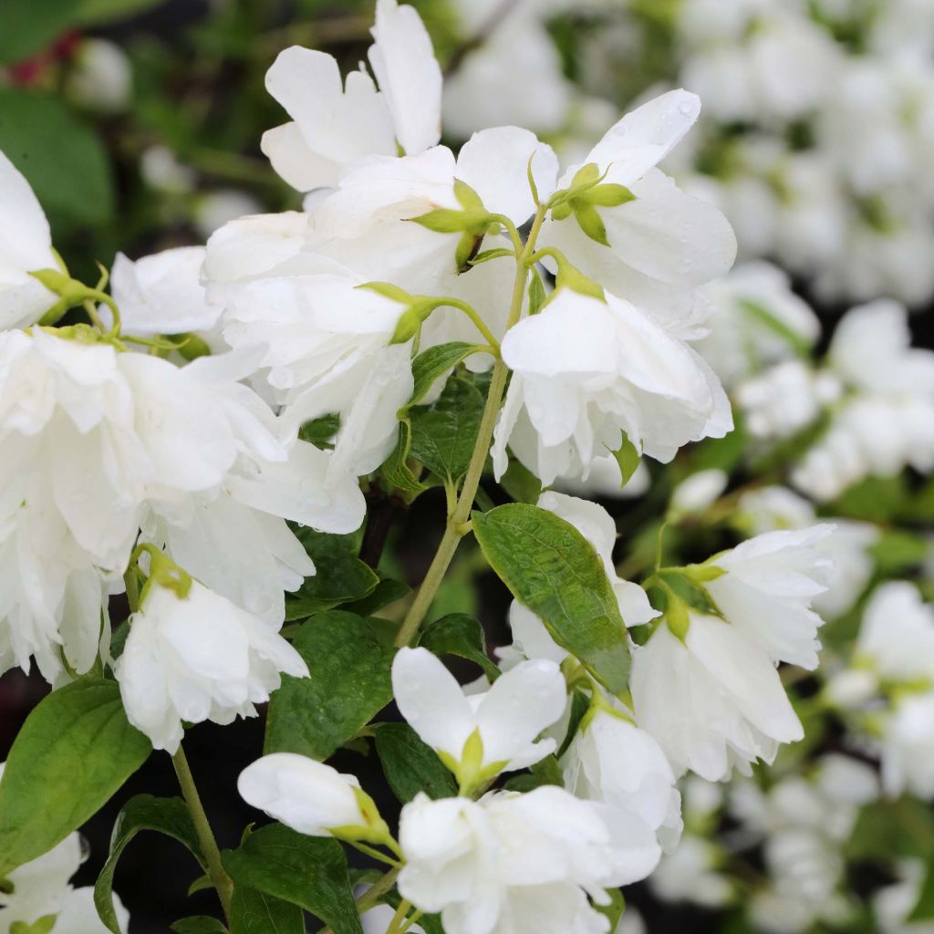 Philadelphus Little White Love - Boerenjasmijn