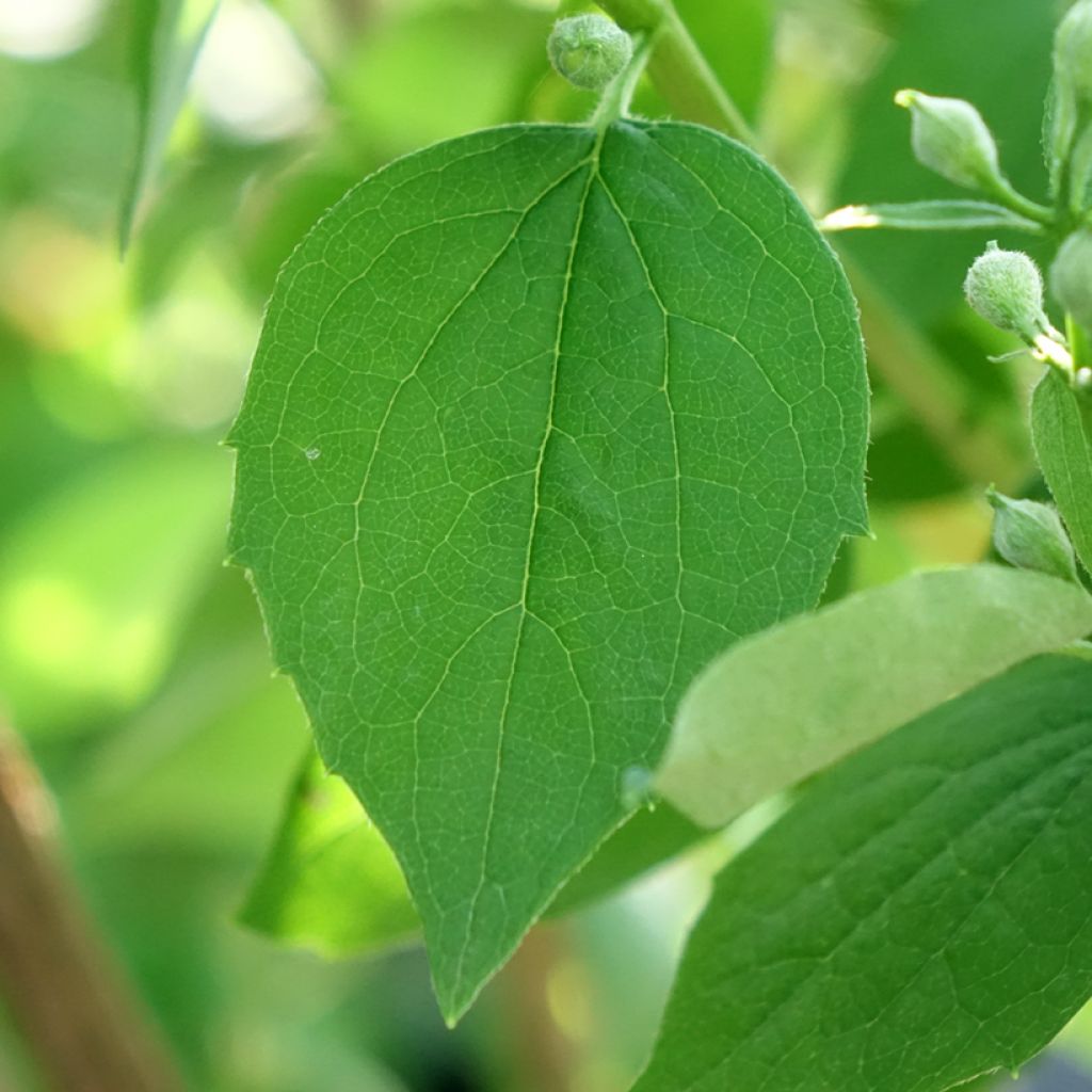 Philadelphus Virginal - Boerenjasmijn