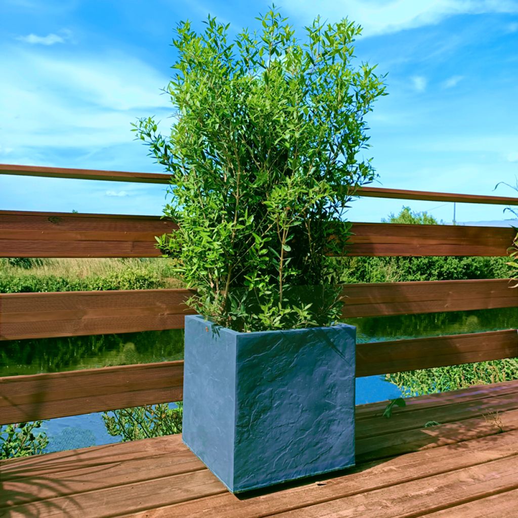 Phillyrea angustifolia GreenQuick - Steenlinde