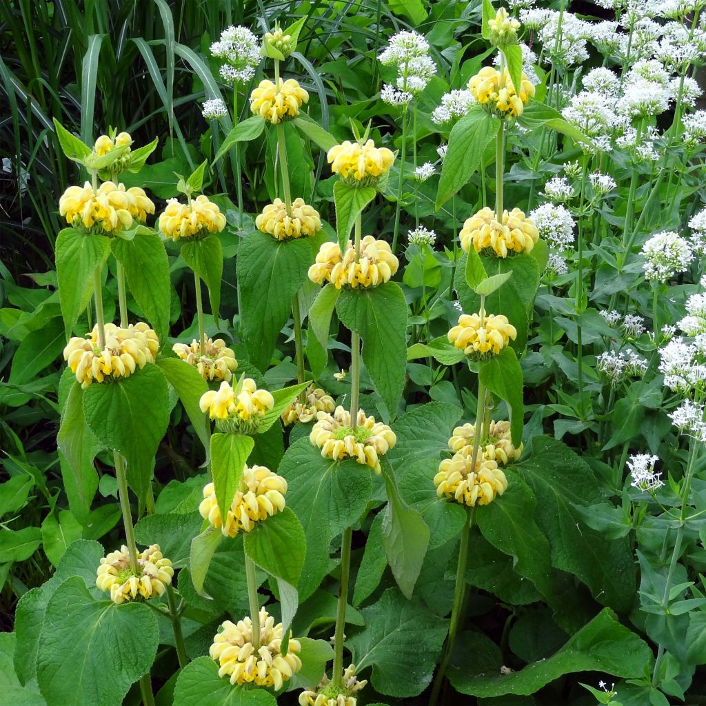 Phlomis russeliana - Brandkruid
