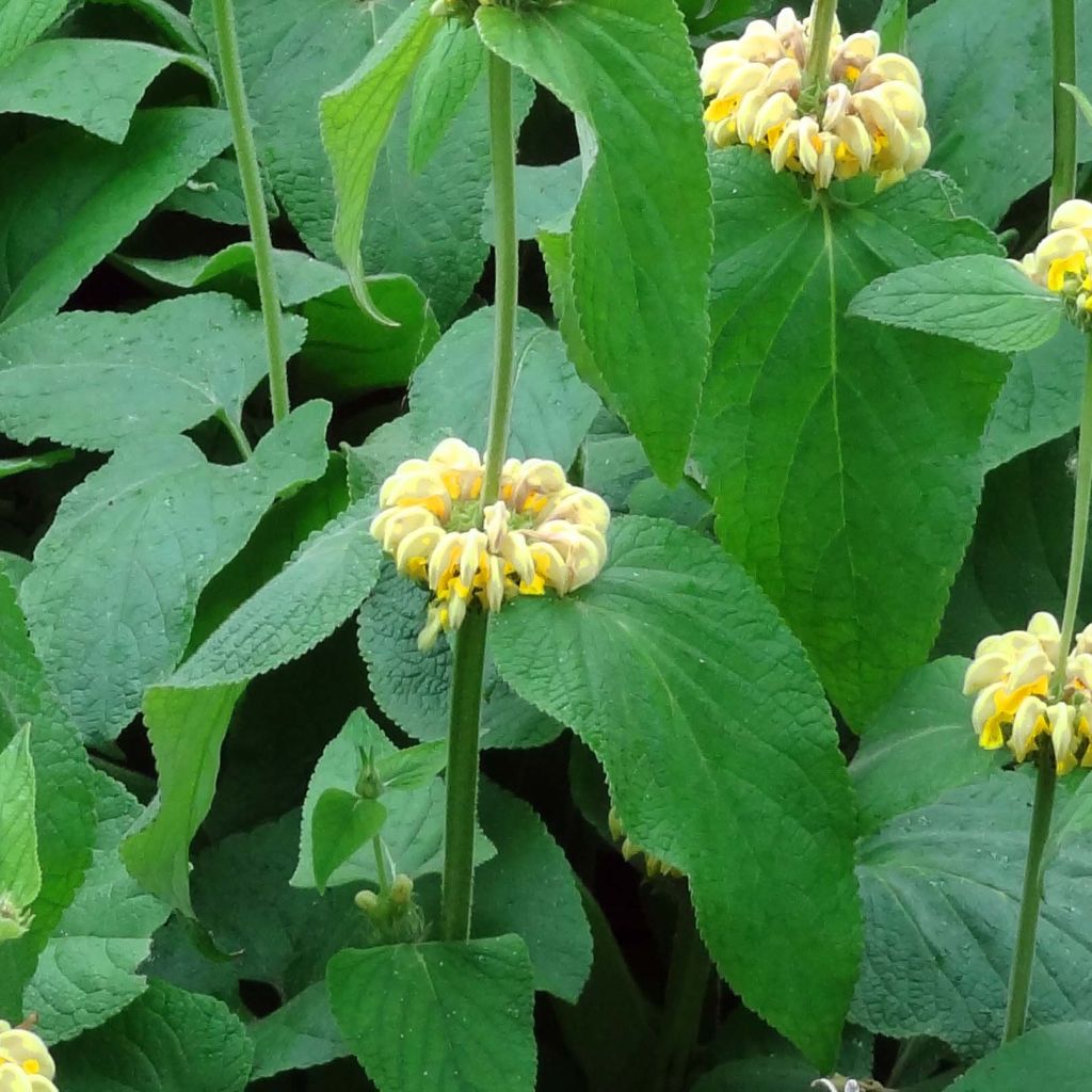 Phlomis russeliana - Brandkruid