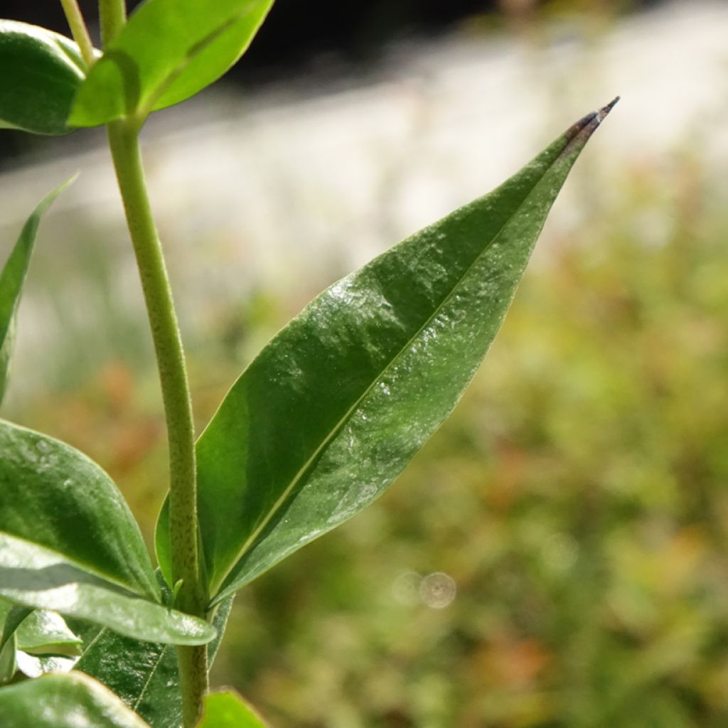 Phlox Fashionably Early Crystal - Vlambloem