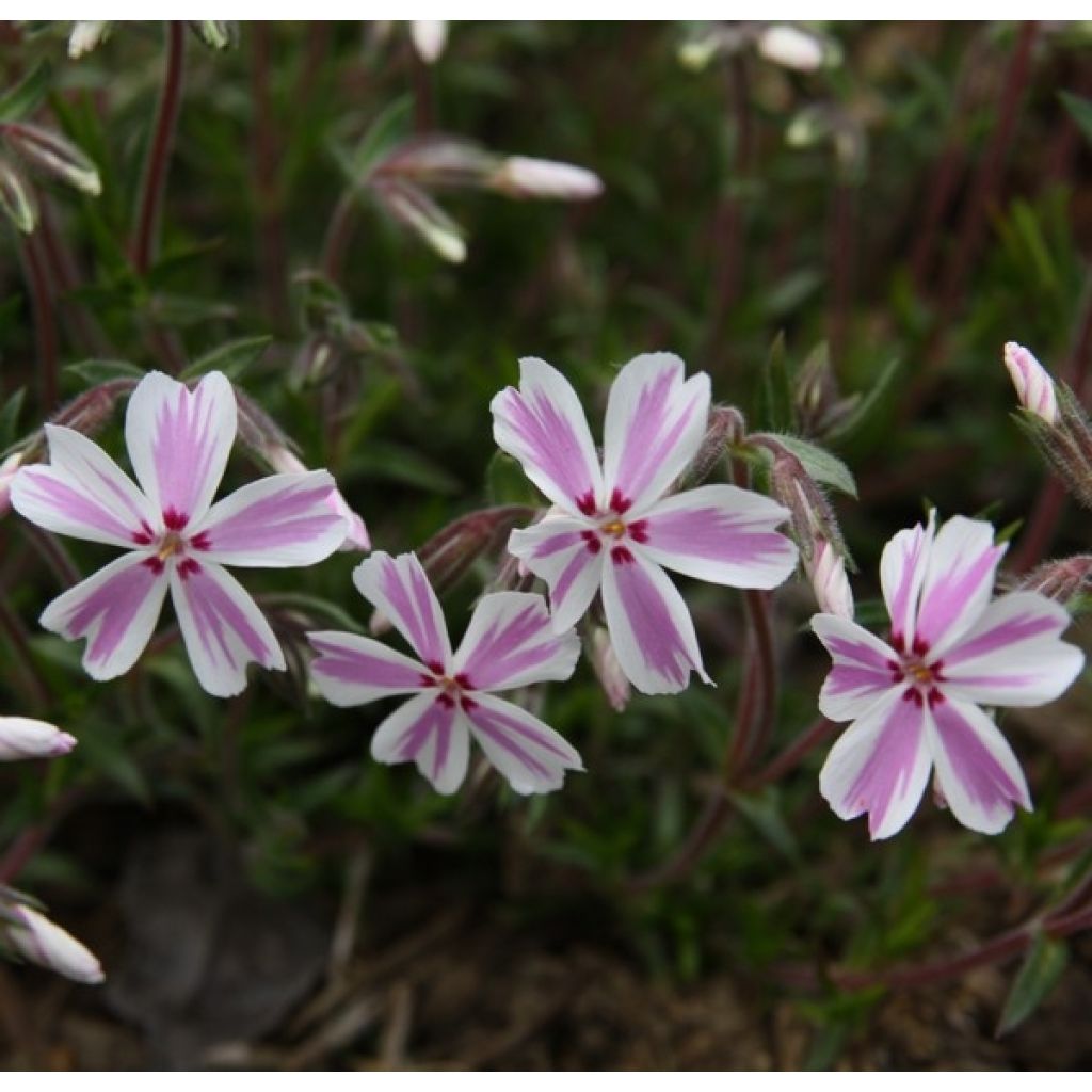 Phlox subulata Candy Stripes - Kruipende vlambloem