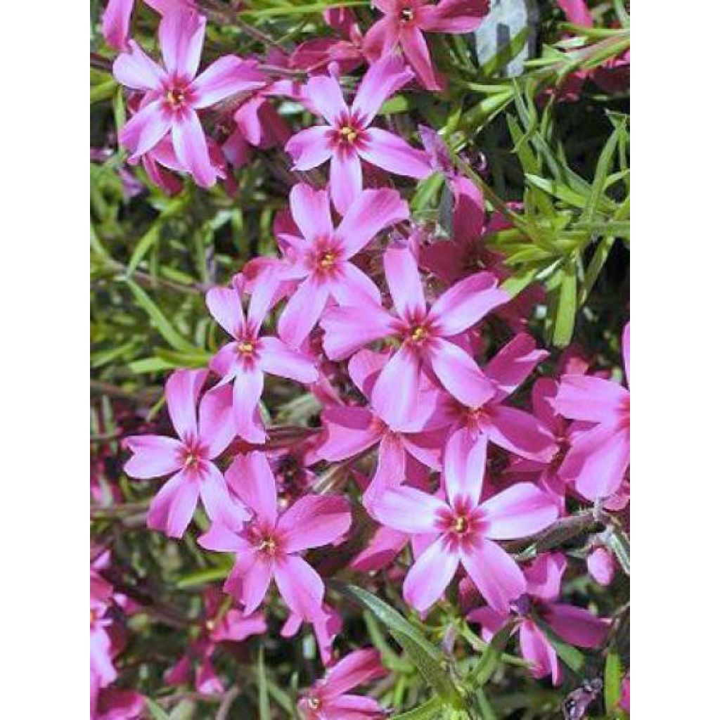 Phlox subulata Scarlet Flame - Kruipende vlambloem