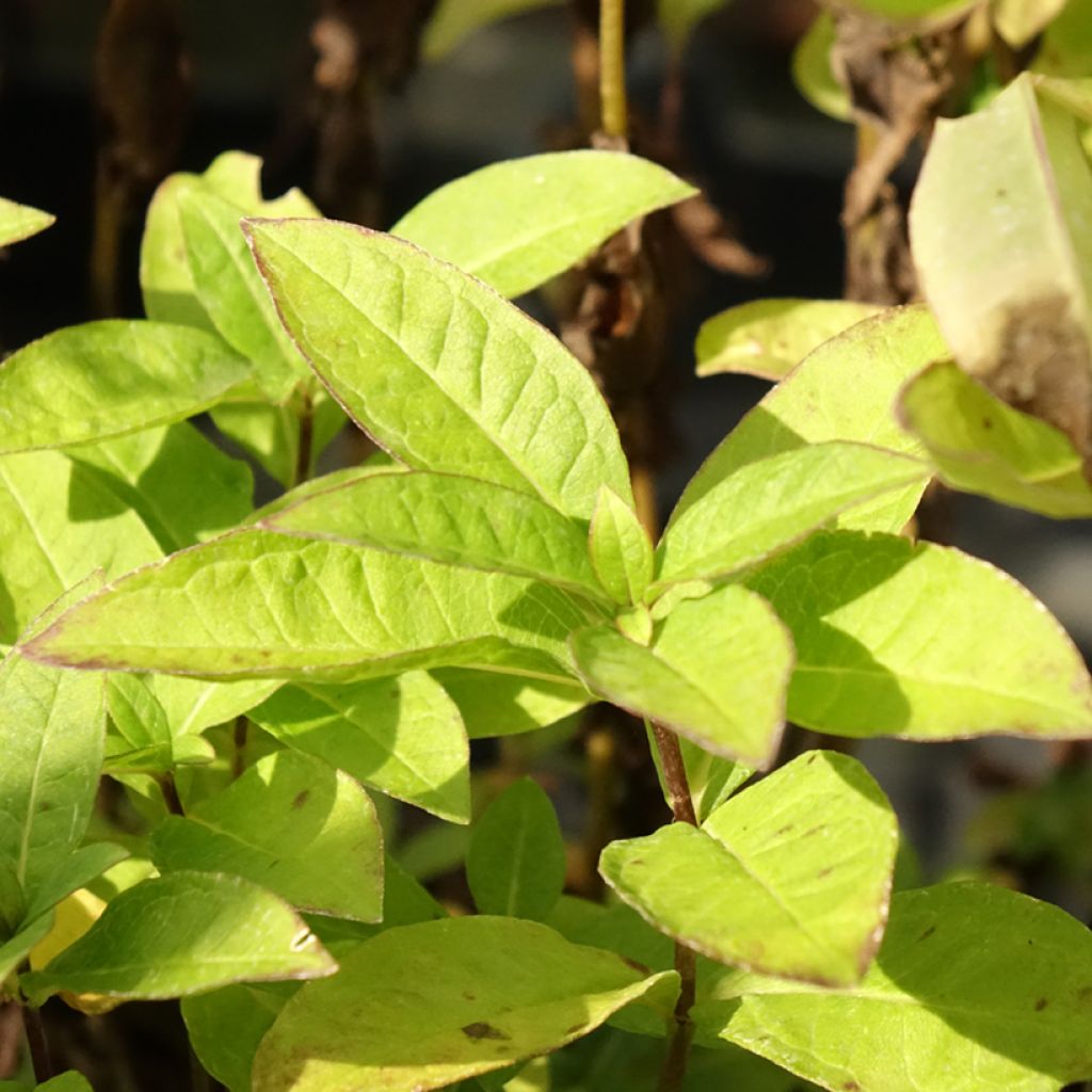 Phlox paniculata Famous Light Pink - Vlambloem