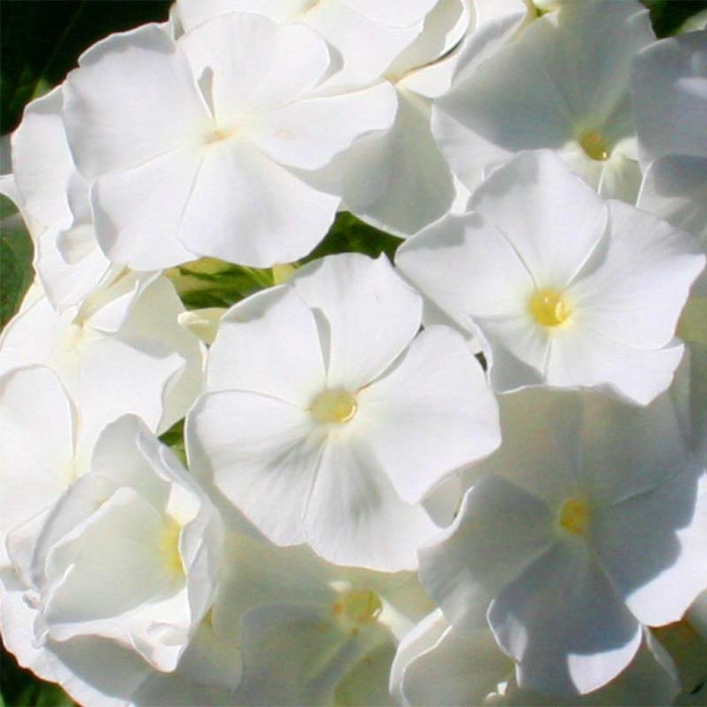Phlox paniculata Fujiyama - Vlambloem