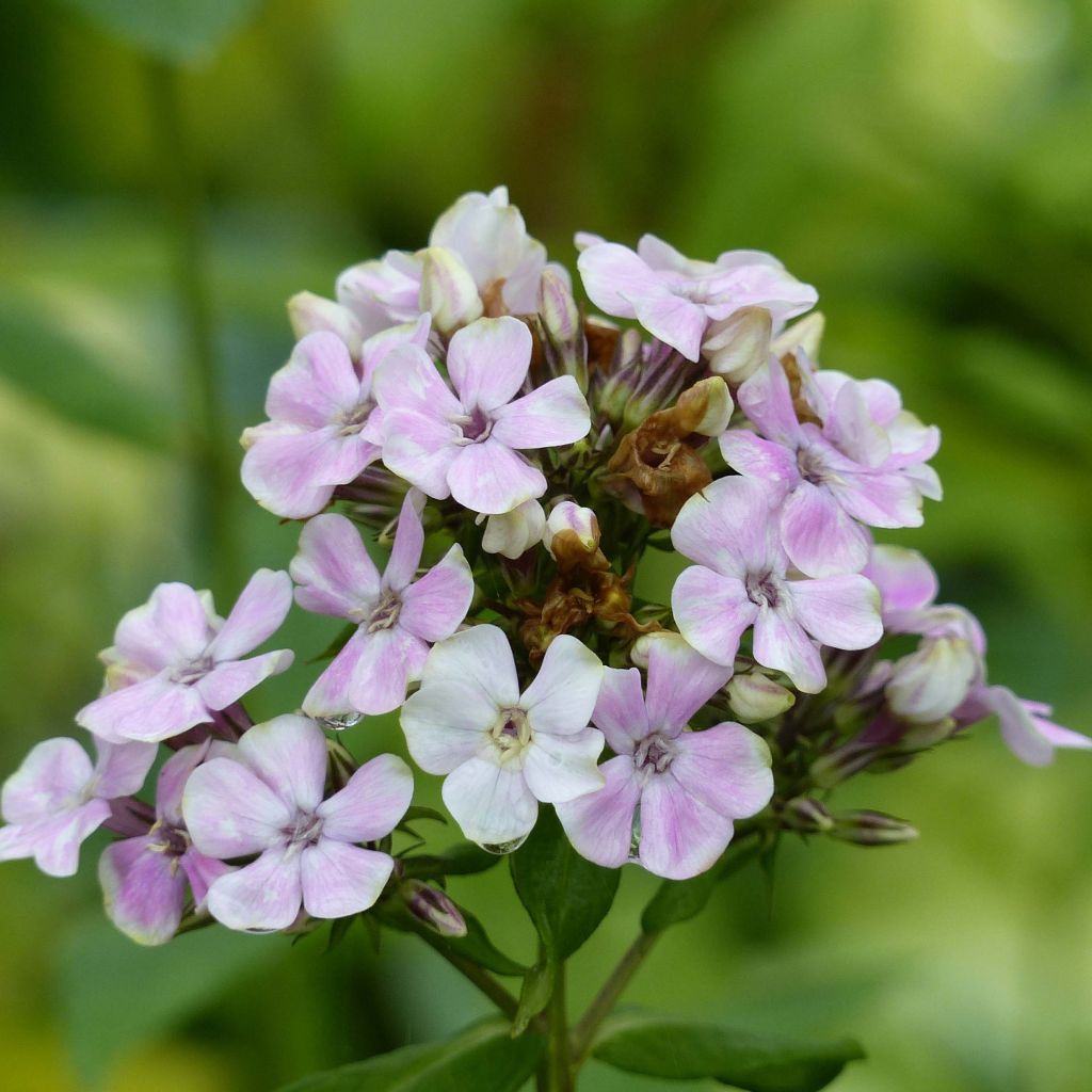 Phlox paniculata Sherbet Blend - Vlambloem