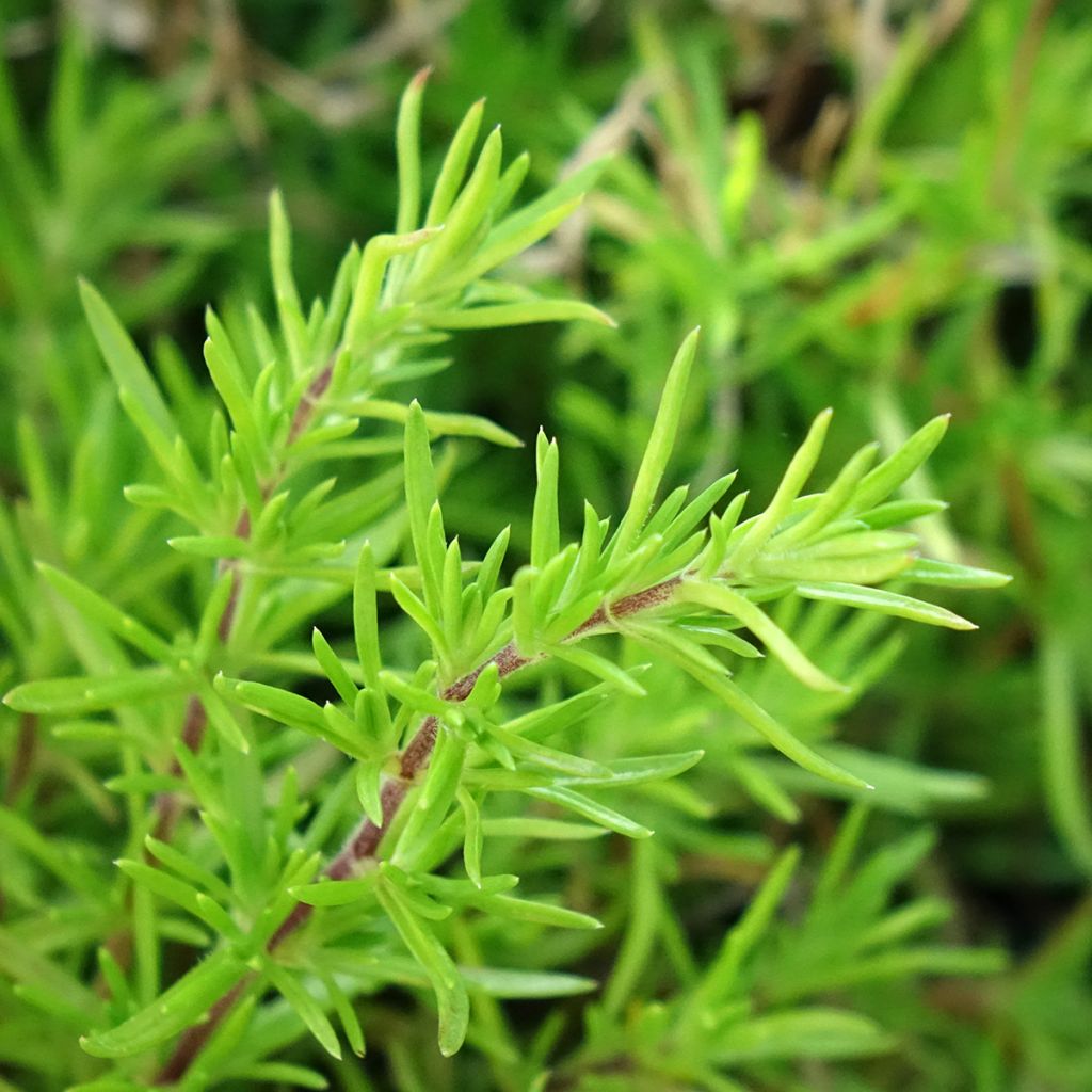 Phlox subulata McDaniel's Cushion - Kruipende vlambloem