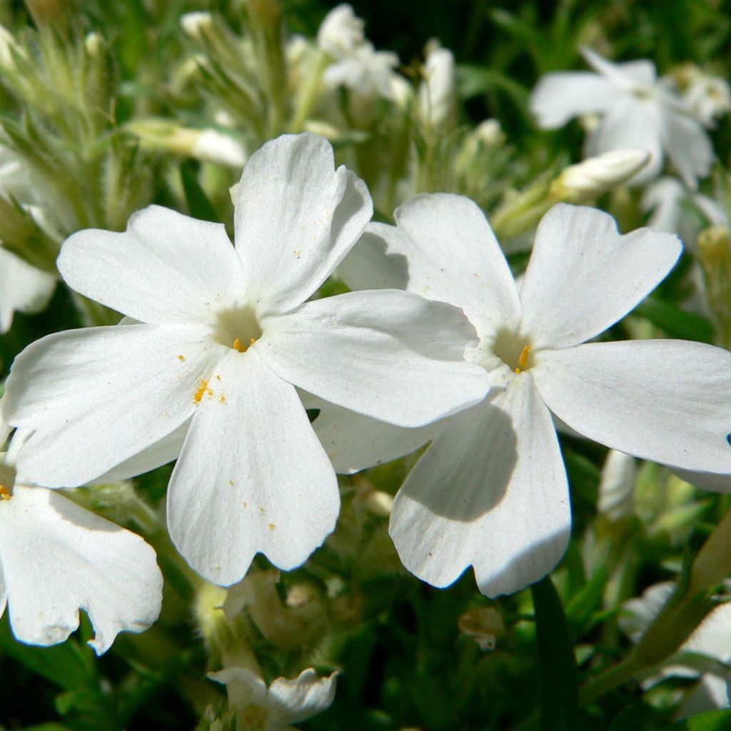 Phlox subulata White Delight - Kruipende vlambloem