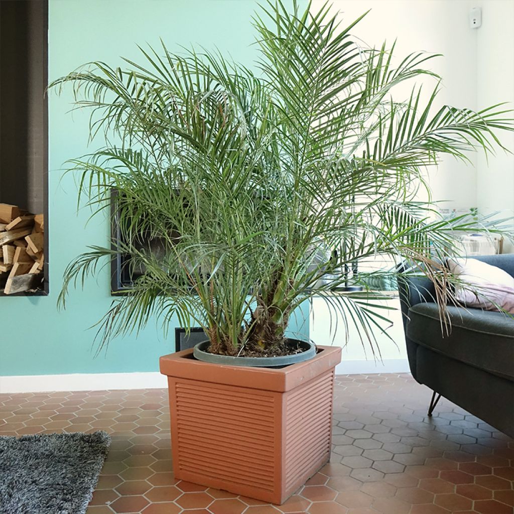Phoenix roebelinii - Dwergdadelpalm