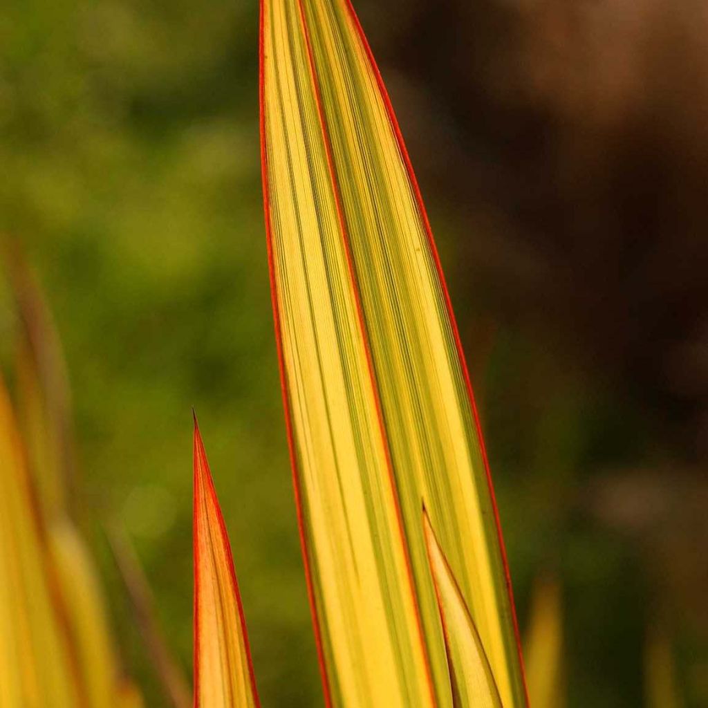 Phormium Apricot Queen - Nieuw-Zeelands vlas