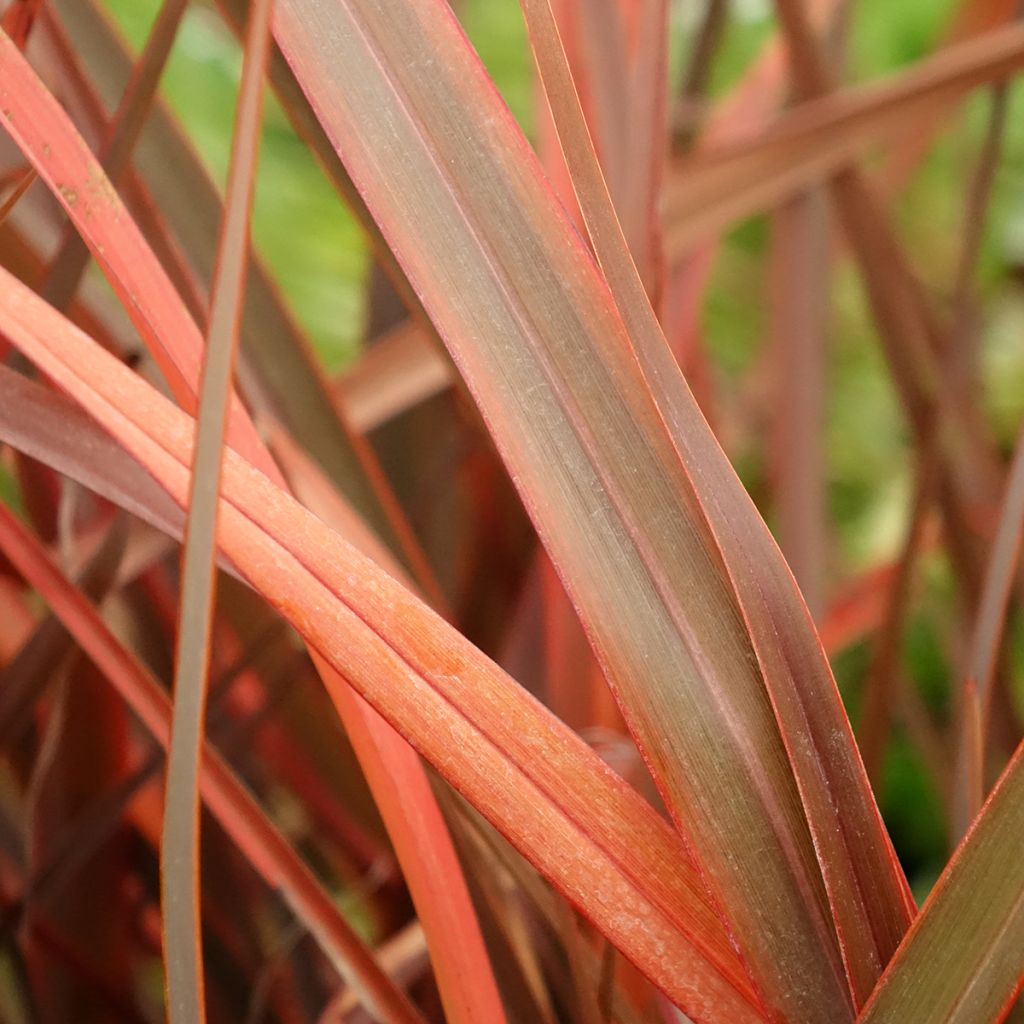 Phormium Bronze Baby - Nieuw-Zeelands vlas