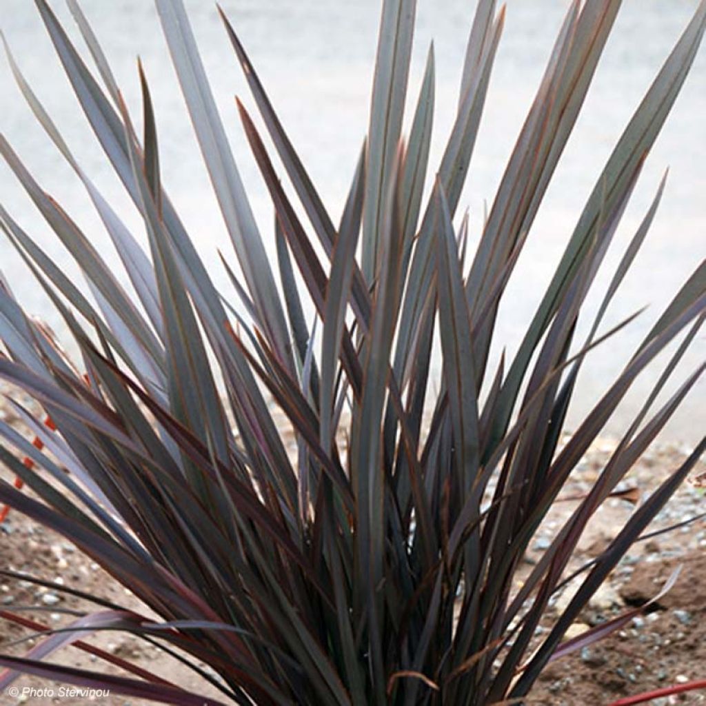 Phormium Dark Delight - Nieuw-Zeelands vlas