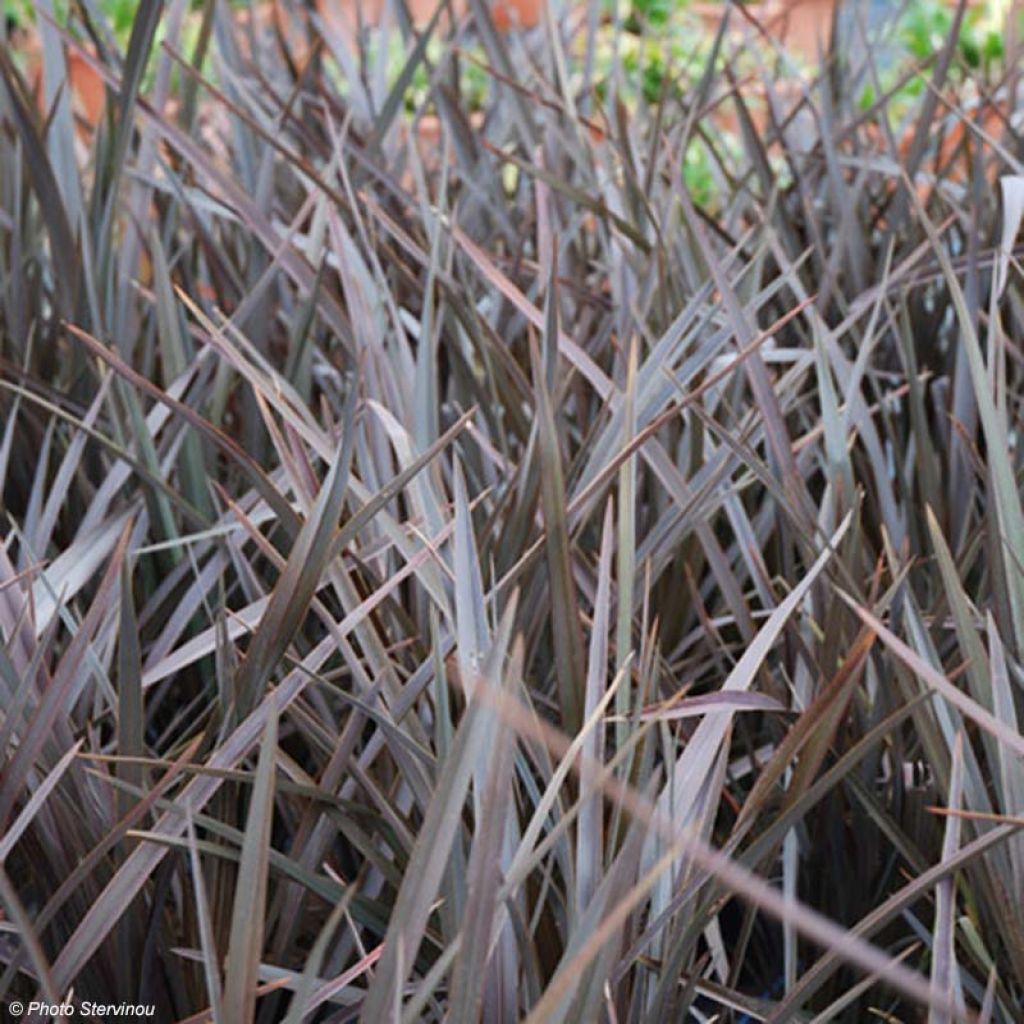 Phormium Dark Delight - Nieuw-Zeelands vlas