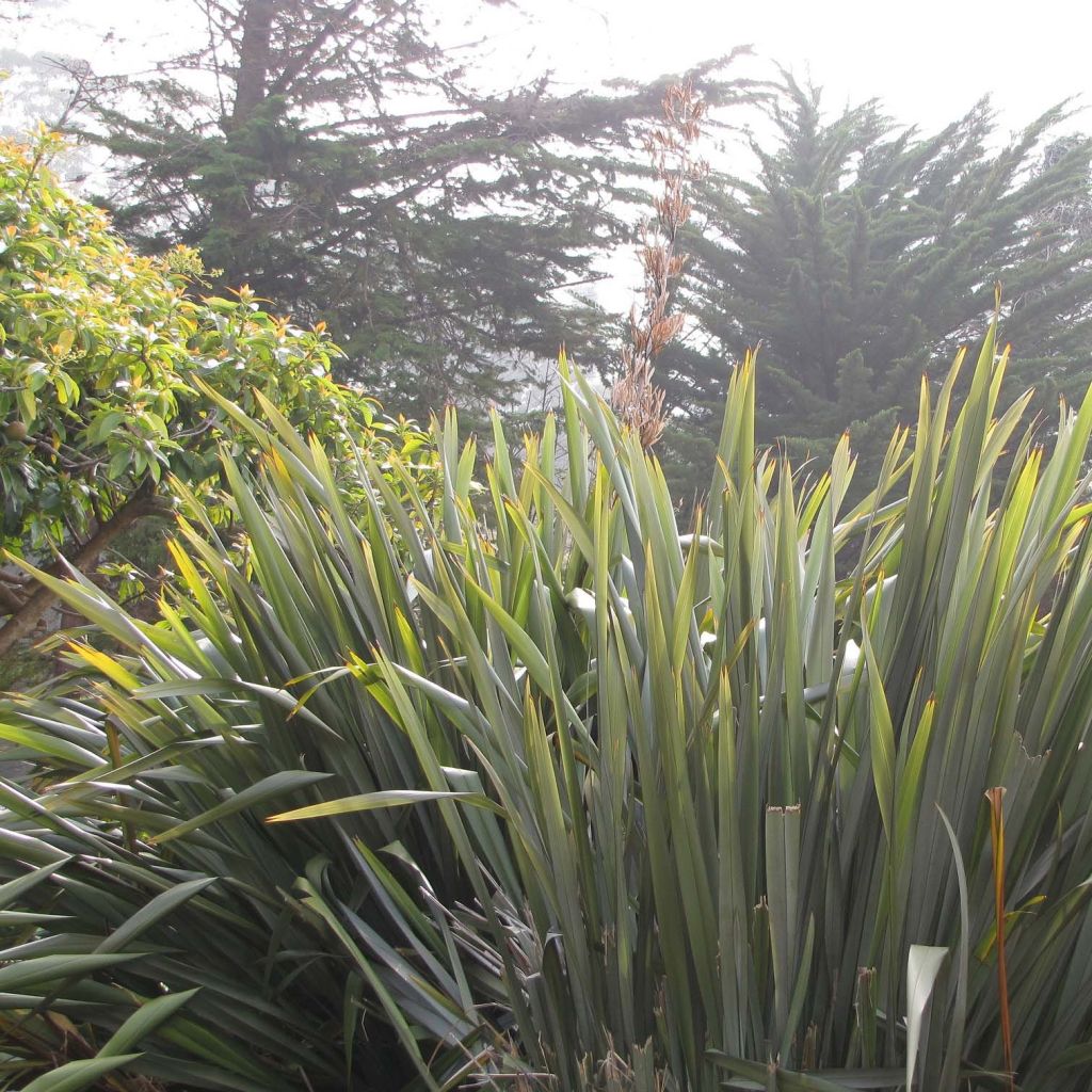 Phormium tenax - Nieuw-Zeelands vlas