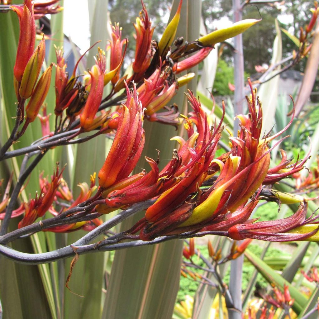 Phormium tenax - Nieuw-Zeelands vlas