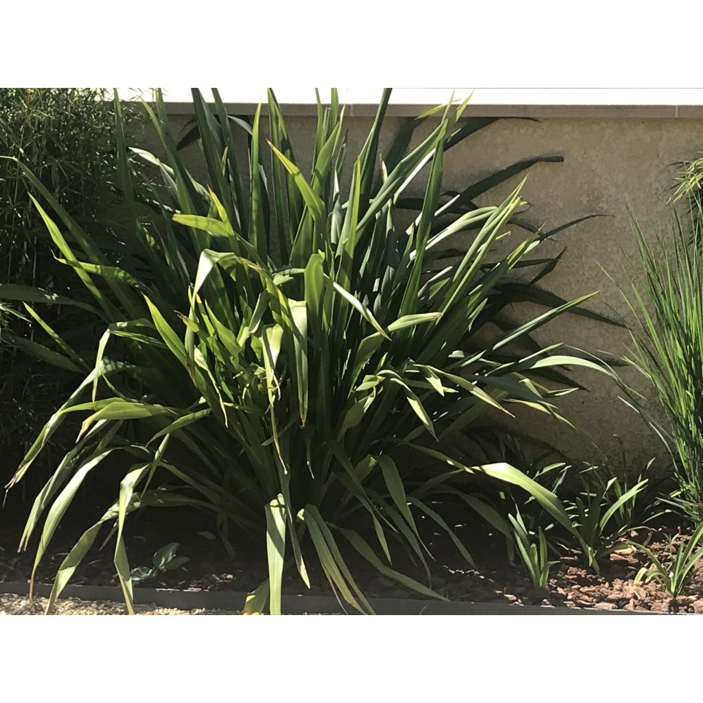 Phormium tenax - Nieuw-Zeelands vlas