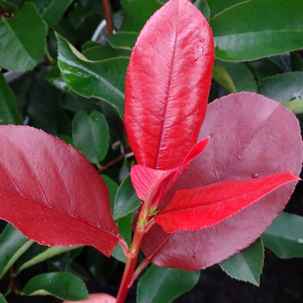 Photinia fraseri Camilvy - Glansmispel