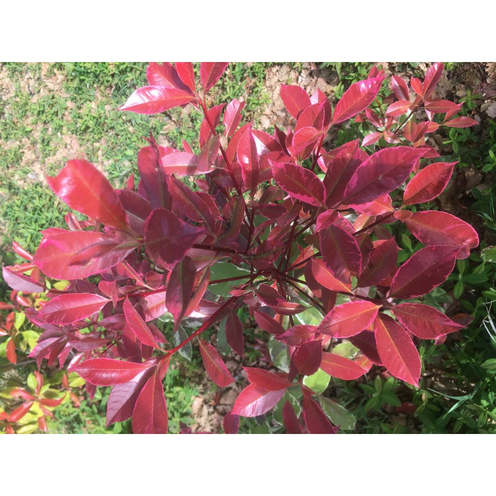 Photinia Louise - Glansmispel