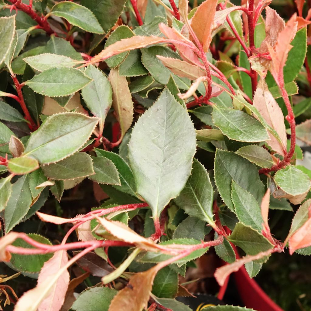 Photinia fraseri Red Ballcoon - Glansmispel