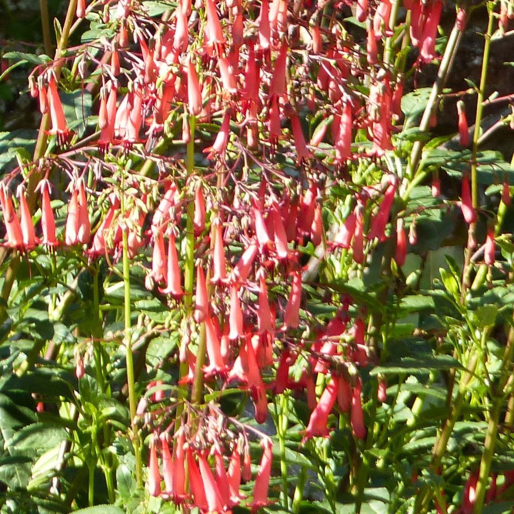Phygelius African Queen - Kaapse fuchsia