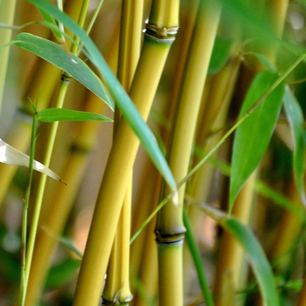 Phyllostachys aureosulcata Aureocaulis - Gele bamboe