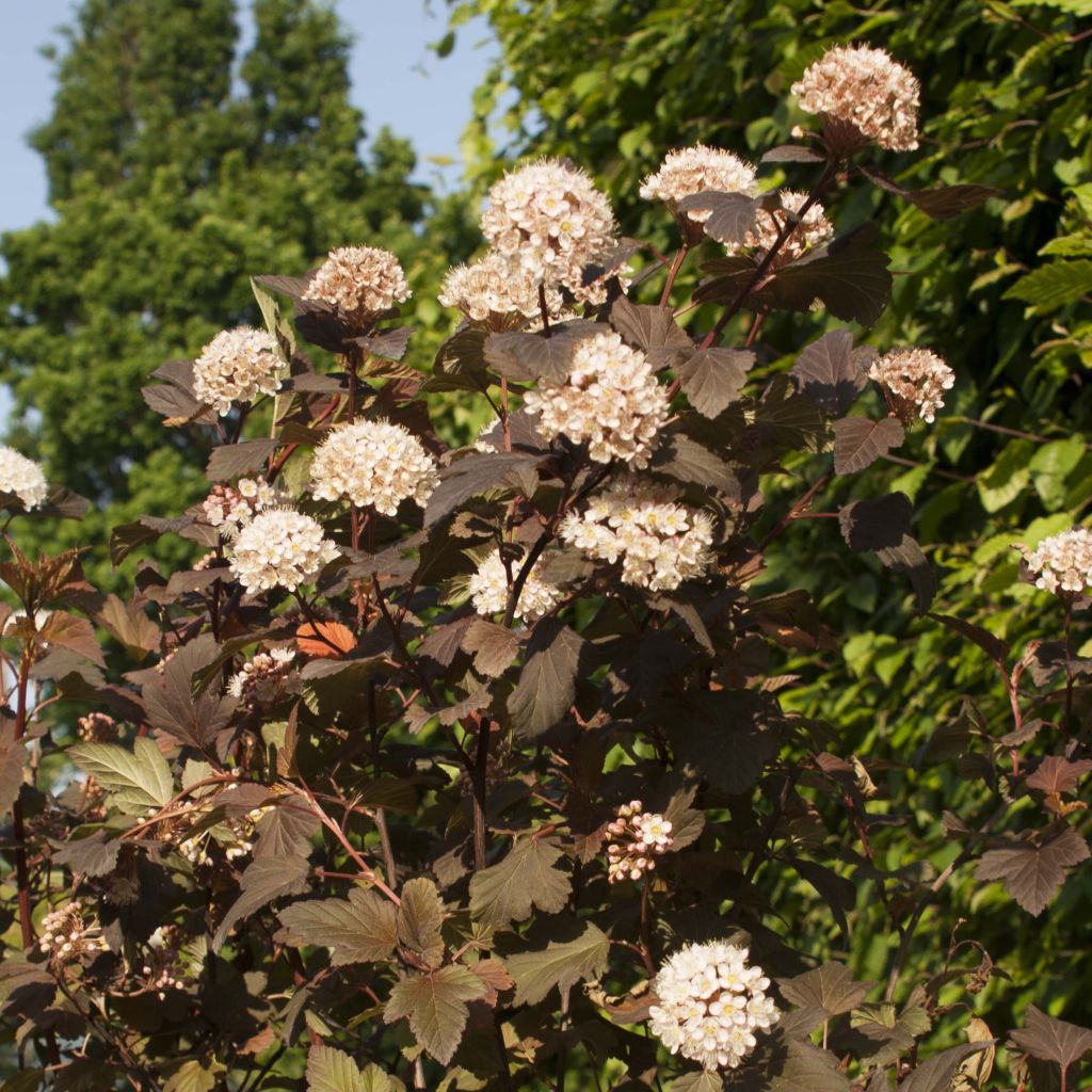 Physocarpus opulifolius Diable D'Or - Blaasspirea