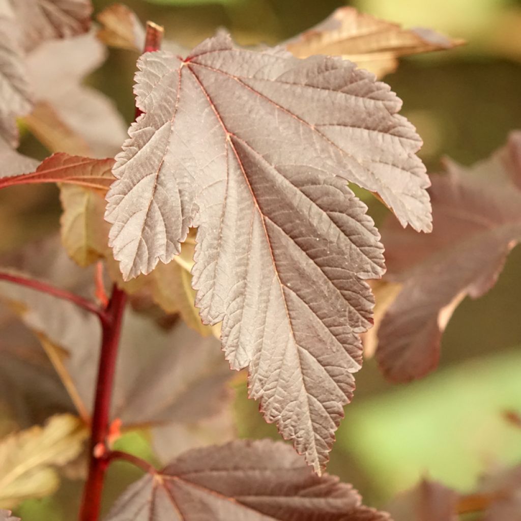 Physocarpus opulifolius Diabolo - Blaasspirea