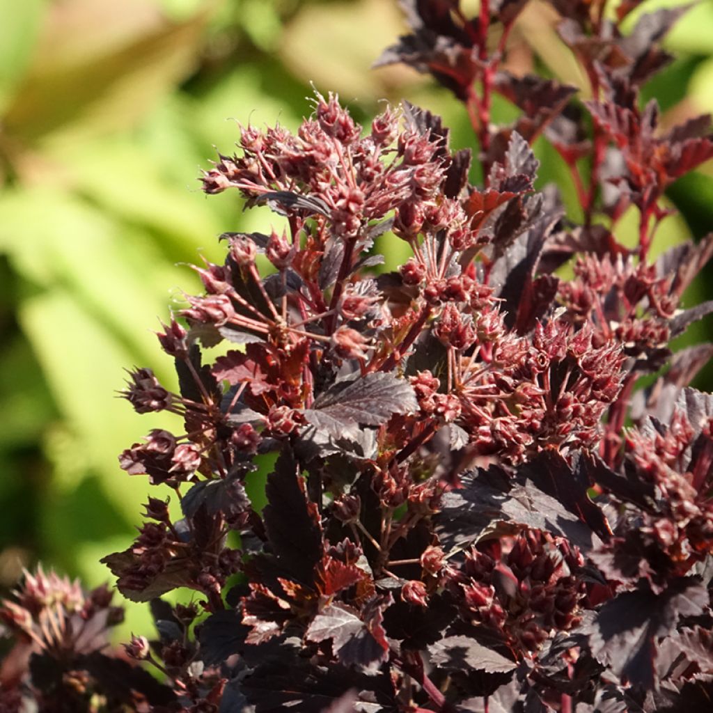 Physocarpus opulifolius Tiny Wine - Blaasspirea
