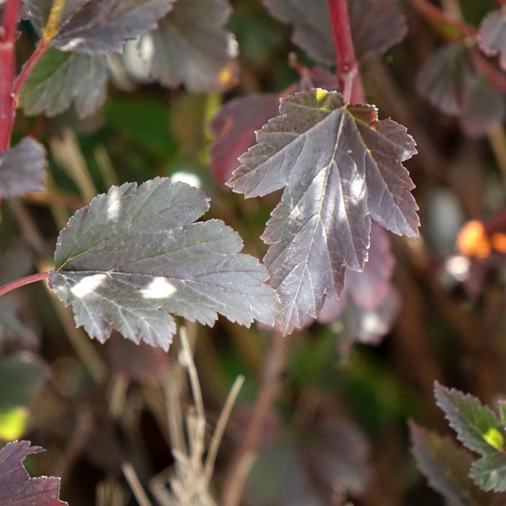 Physocarpus opulifolius Tiny Wine - Blaasspirea