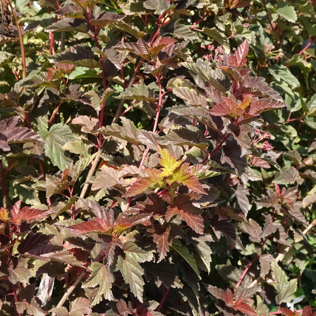 Physocarpus opulifolius Zdechovice - Blaasspirea